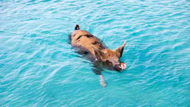 Nuota con i maiali su un'isola tropicale